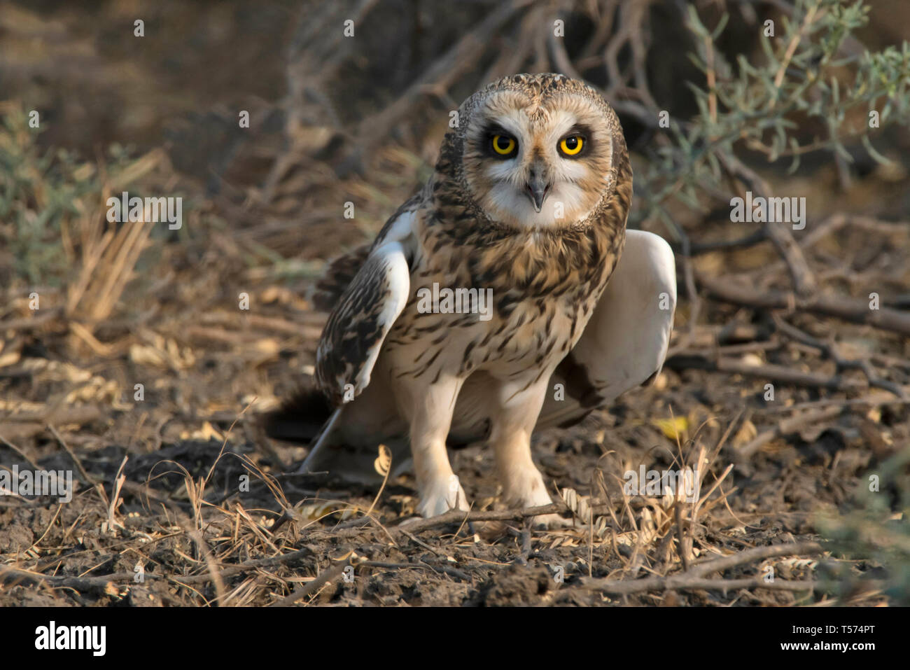 Short-eared owl, Asio flammeus,  India. Stock Photo