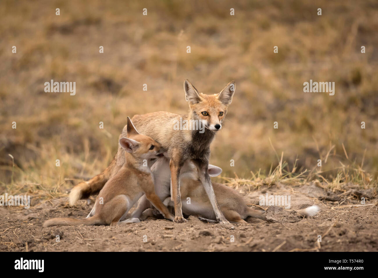 Desert fox with juveniles, India. Stock Photo