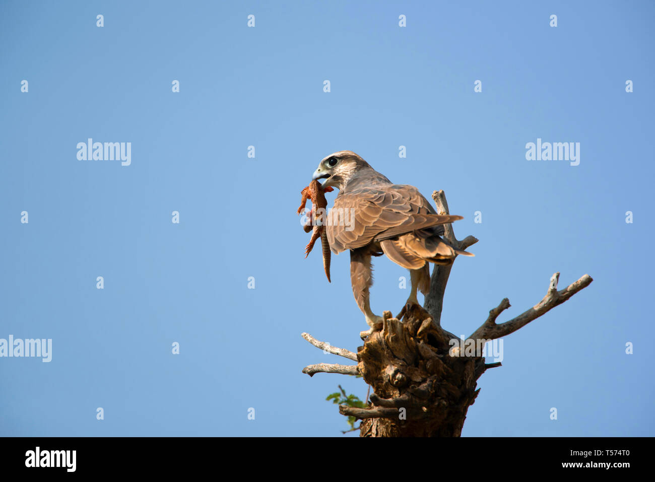 Laggar falcon, Falco jugger, Tal Chhapar Sanctuary, Rajasthan, India. Stock Photo