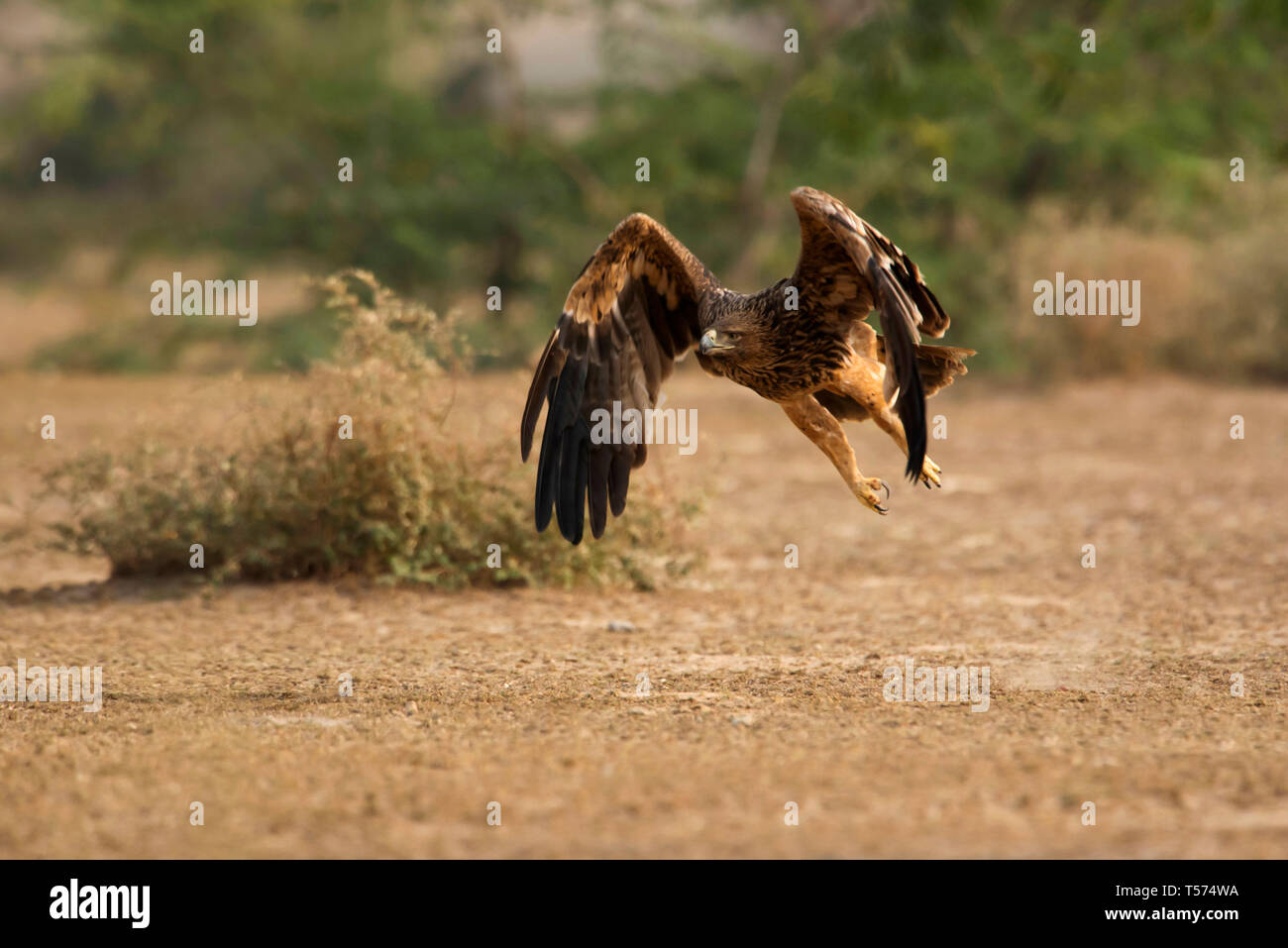 Steppe eagle, Aquila nipalensis, Tal Chhapar Sanctuary, Rajasthan, India. Stock Photo