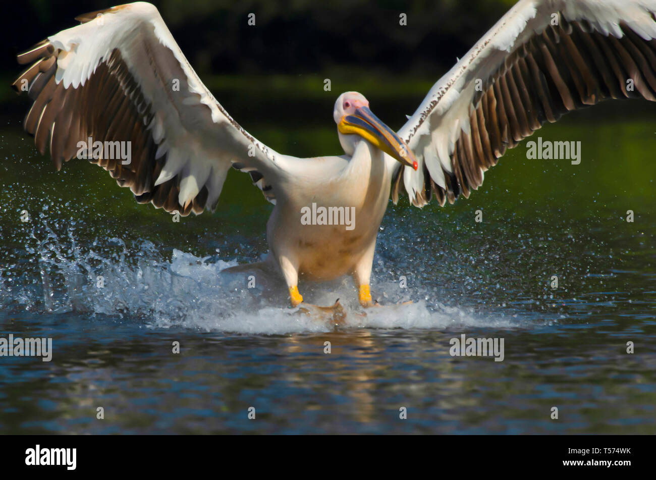 Great White Pelican in flight, Pelecanus onocrotalus, Keoladeo National Park, Bharatpur, India. Stock Photo