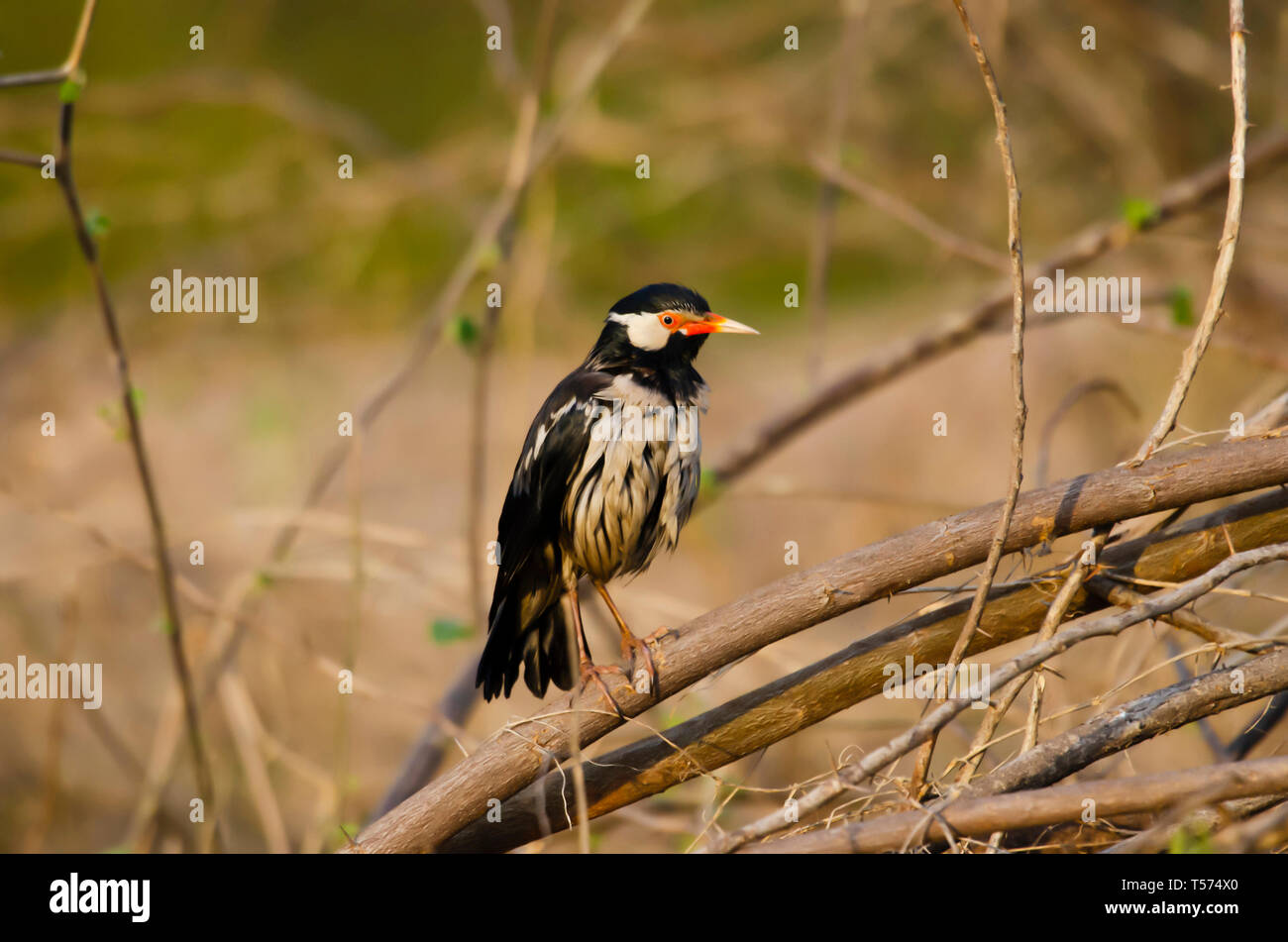 Pied myna or Asian pied starling, Gracupica contra, Keoladeo National Park, Bharatpur, India. Stock Photo