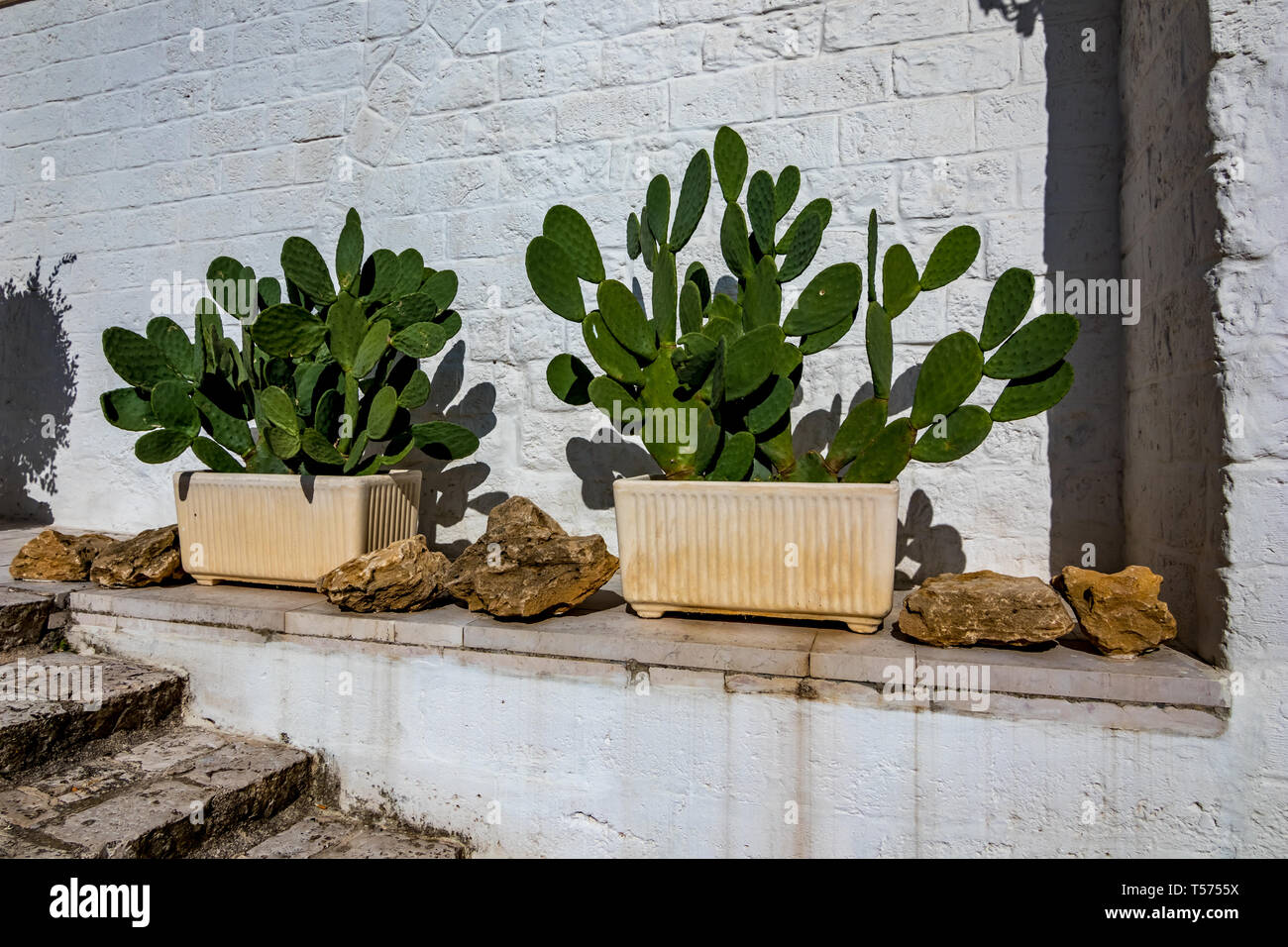 Big green cactus plants grow in two earthen pots in Laterza, Puglia
