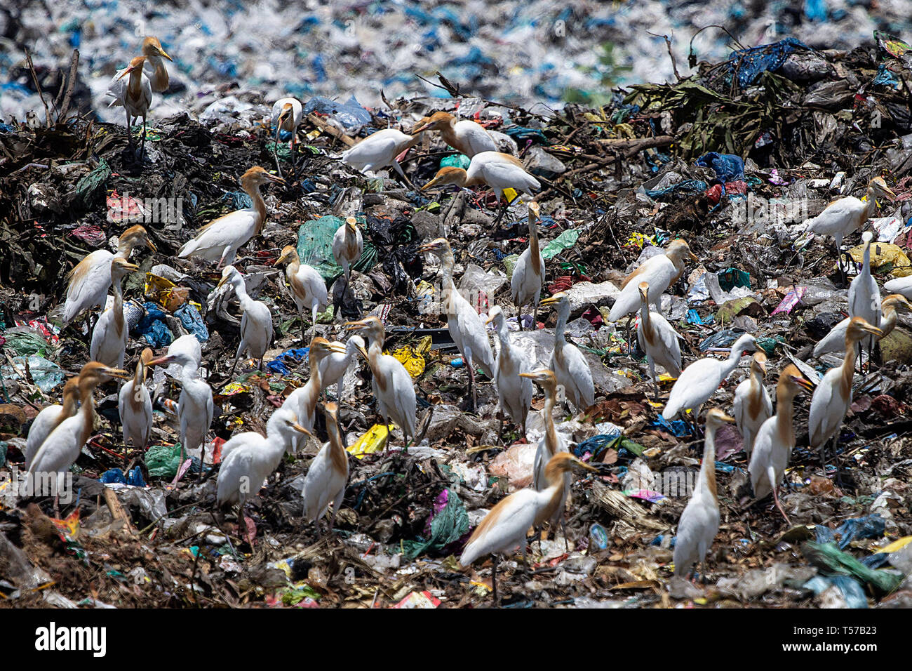 Herons seen feeding at a garbage dump site in Lhokseumawe, Aceh province,  Indonesia. Based on a study by McKinsey and Co. and Ocean Conservancy,  Indonesia is the number two plastic waste producing