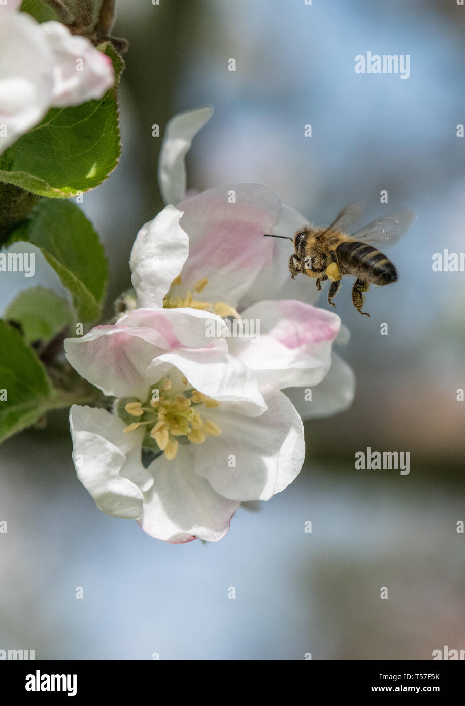 U.K. Weather. Mansfield Woodhouse, England. UK. 22nd. April 2019. Honey
