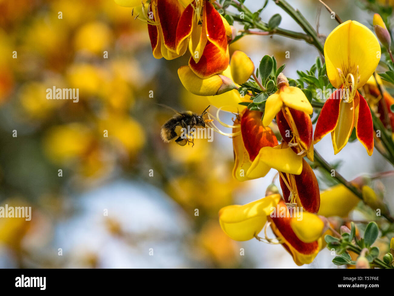 U.K. Weather.  Mansfield Woodhouse, England. UK. 22nd. April 2019. Bumble Bee with pollen sac making the most of this hot and sunny weather to pollinate the brightly coloured Broom flower. Alan Beastall/Alamy Live News. Stock Photo