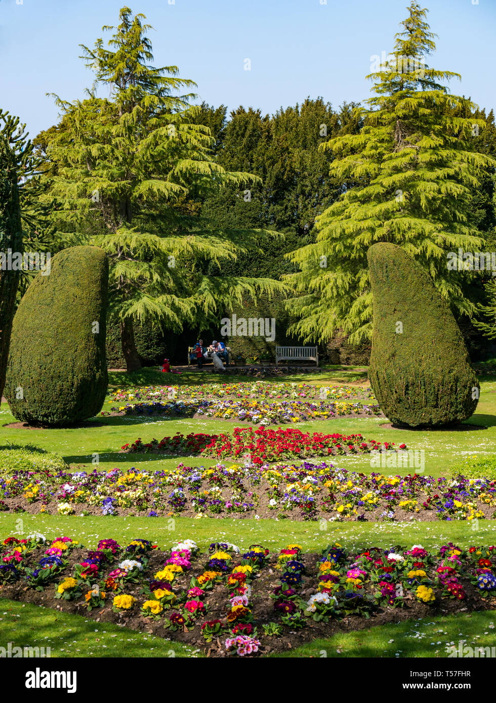 Dirleton Castle, East Lothian, Scotland, United Kingdom, 22nd April 20-19. UK Weather: a warm sunny day in the formal castle gardens with topiary yew trees and flower beds and colourful primrose flower beds Stock Photo