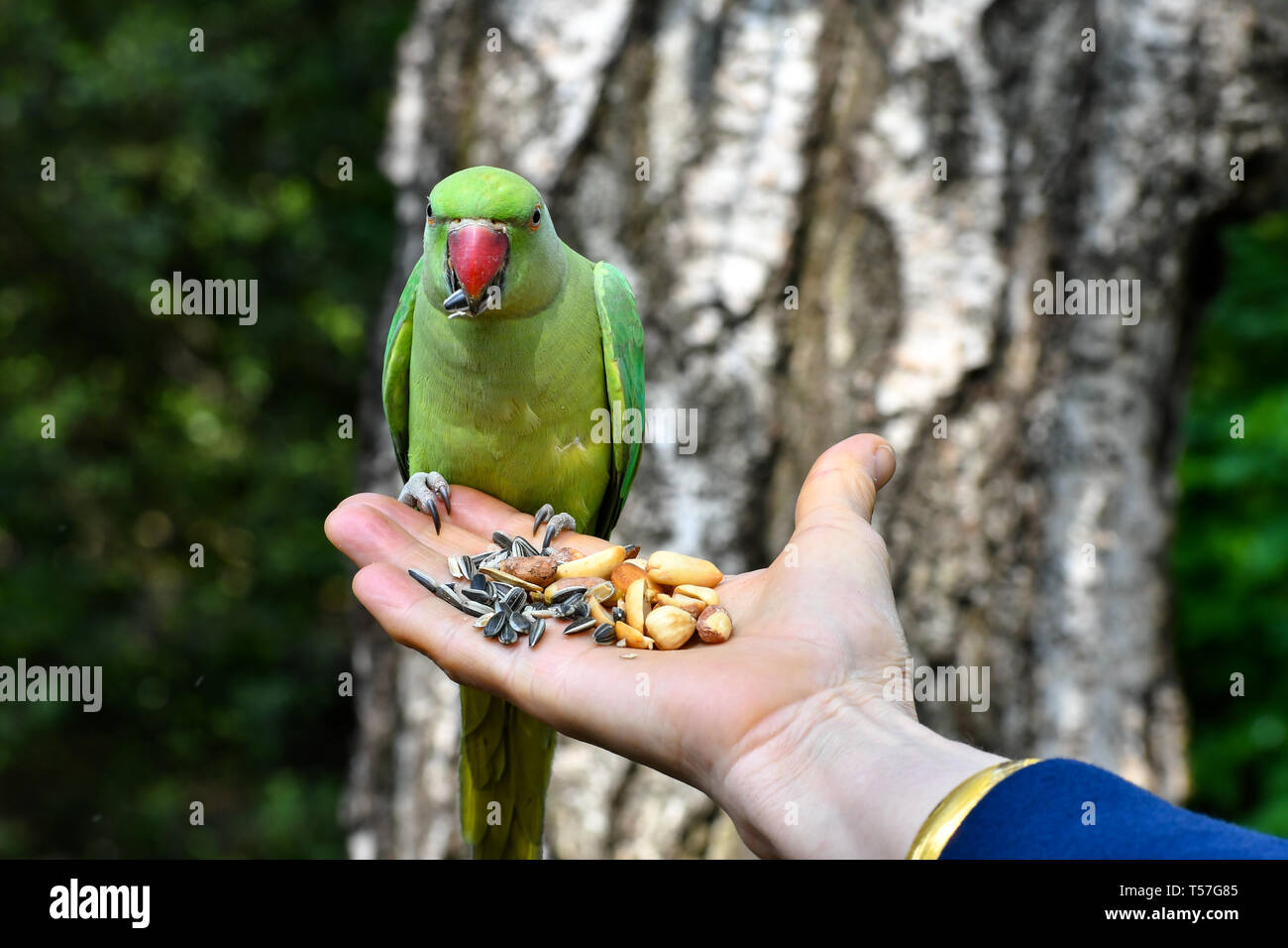Page 2 Parrot Picture High Resolution Stock Photography And Images Alamy