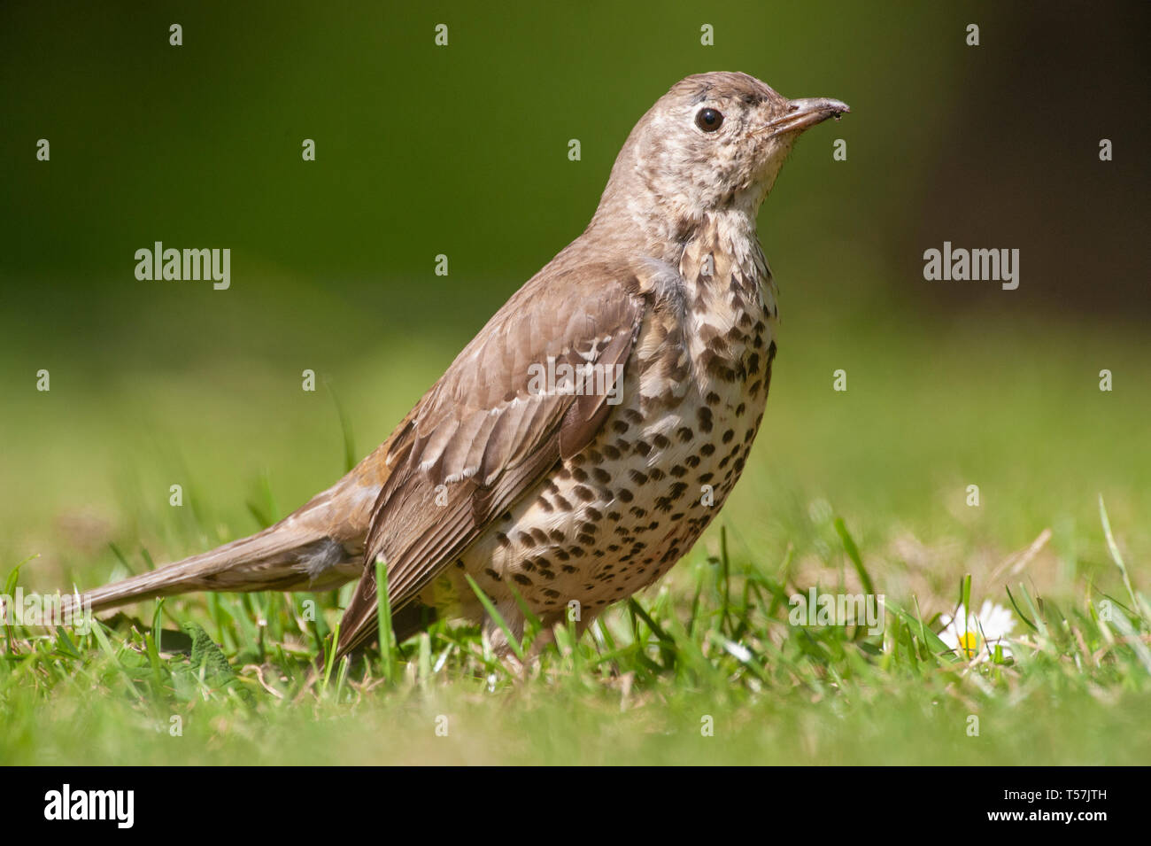 juvenile Mistle Thrush, Turdus viscivorus, waiting on grass for parent to feed with worms, Queen's Park, London, United Kingdom Stock Photo