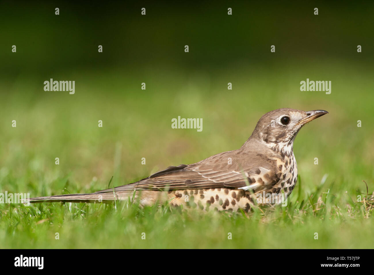 Alarmed by a passing Magpie, a Mistle Thrush, Turdus viscivorus, lies down low in grass, Queen's Park, London, United Kingdom Stock Photo
