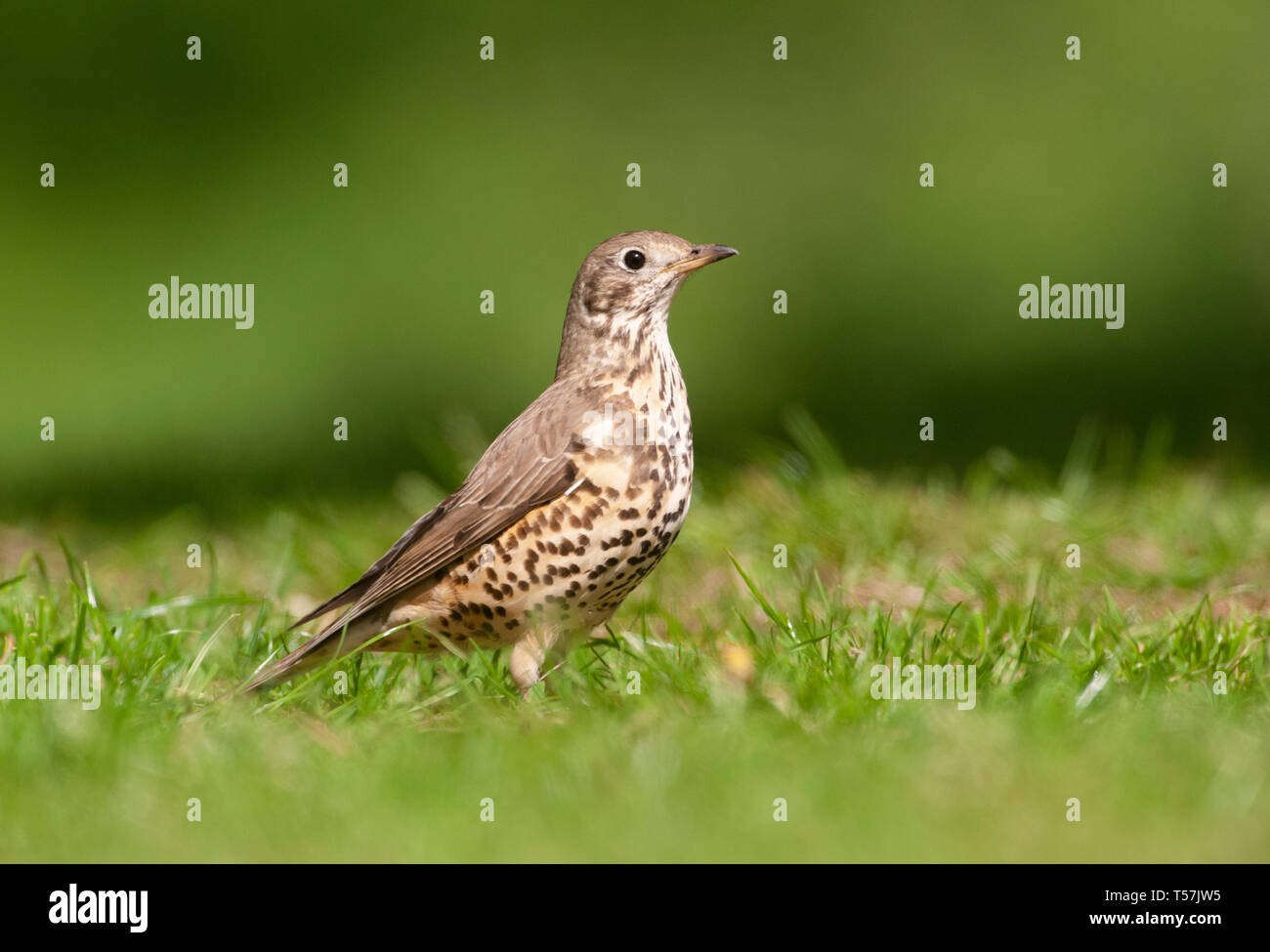 Mistle Thrush, Turdus viscivorus, on grass, Queen's Park, London, United Kingdom Stock Photo