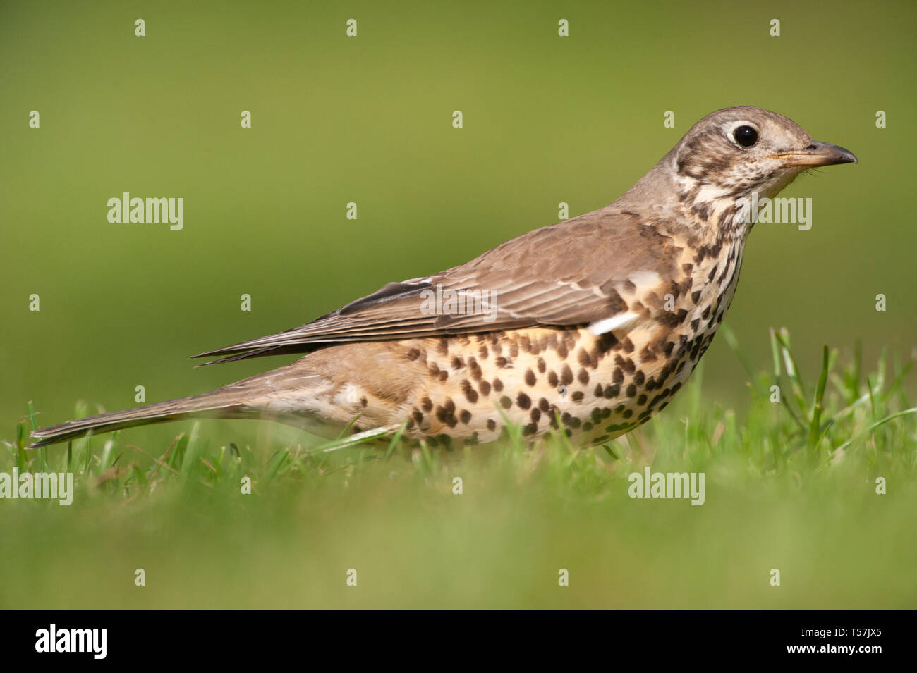 Mistle Thrush, Turdus viscivorus, listening for sound of worms on grass, Queen's Park, London, United Kingdom Stock Photo