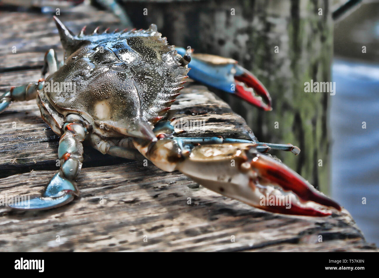 A live crab looks out at the ocean from a dock in Florida Stock Photo