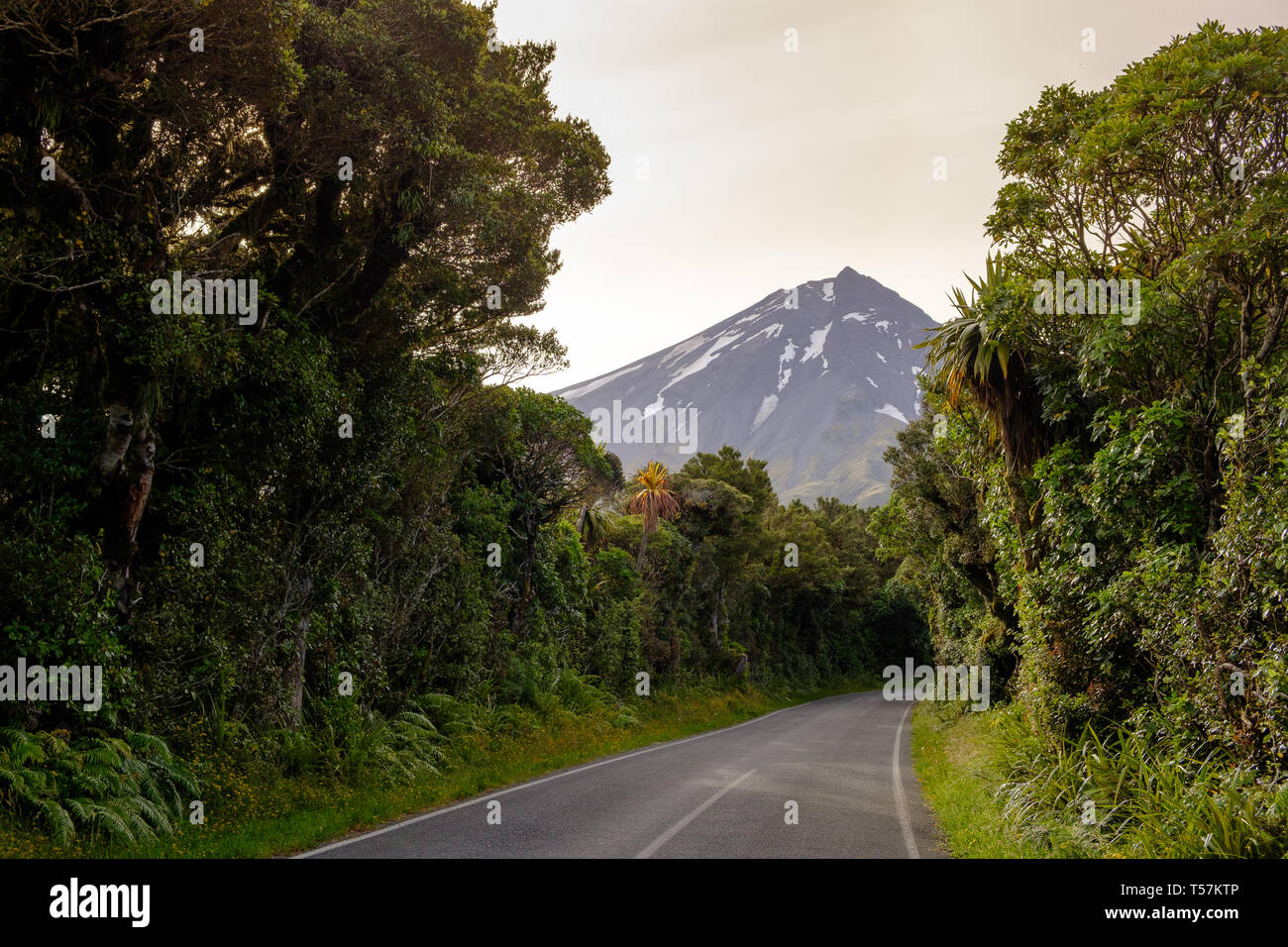 Road leading to Mount Taranaki , Egmont National Park, near Stratford, West Coast of North Island, New Zealand Stock Photo