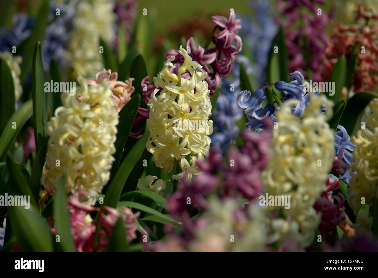 Colorful hyacinth flowers, Spring Stock Photo