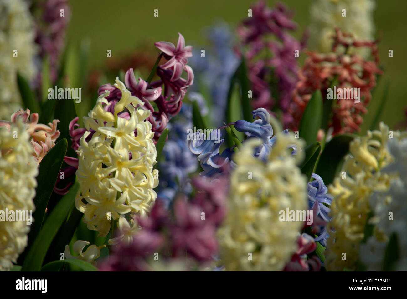 Colorful hyacinth flowers, Spring Stock Photo