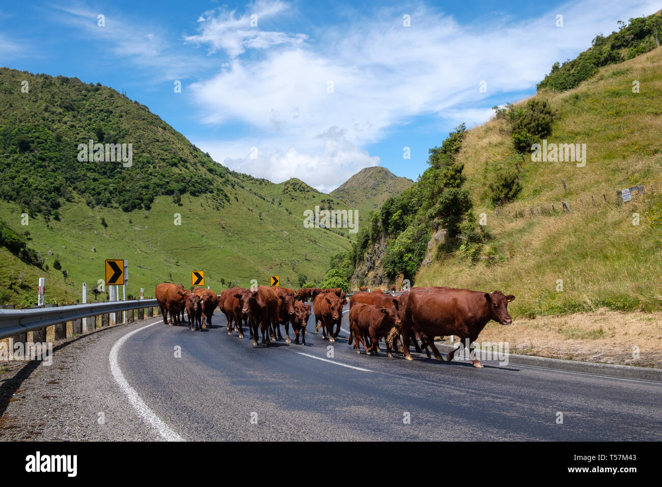 Highway 2 with cattle and traffic, Matawai , Gisborne Region, North Island, New Zealand Stock Photo