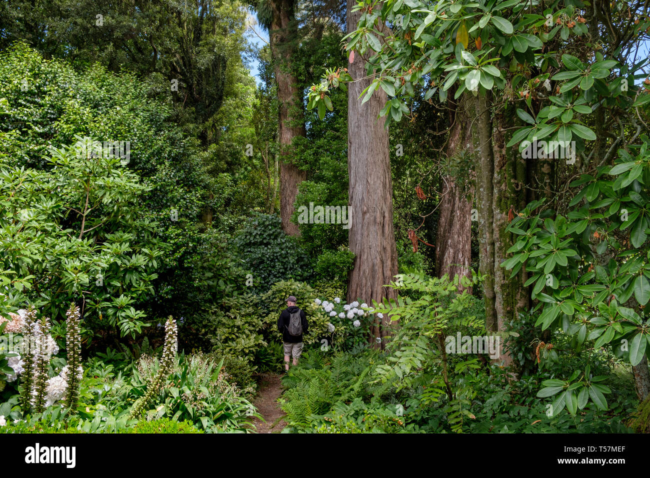 Pathways through bush in Hollard Gardens, Kaponga near Stratford and Mount Taranaki , New Zealand Stock Photo