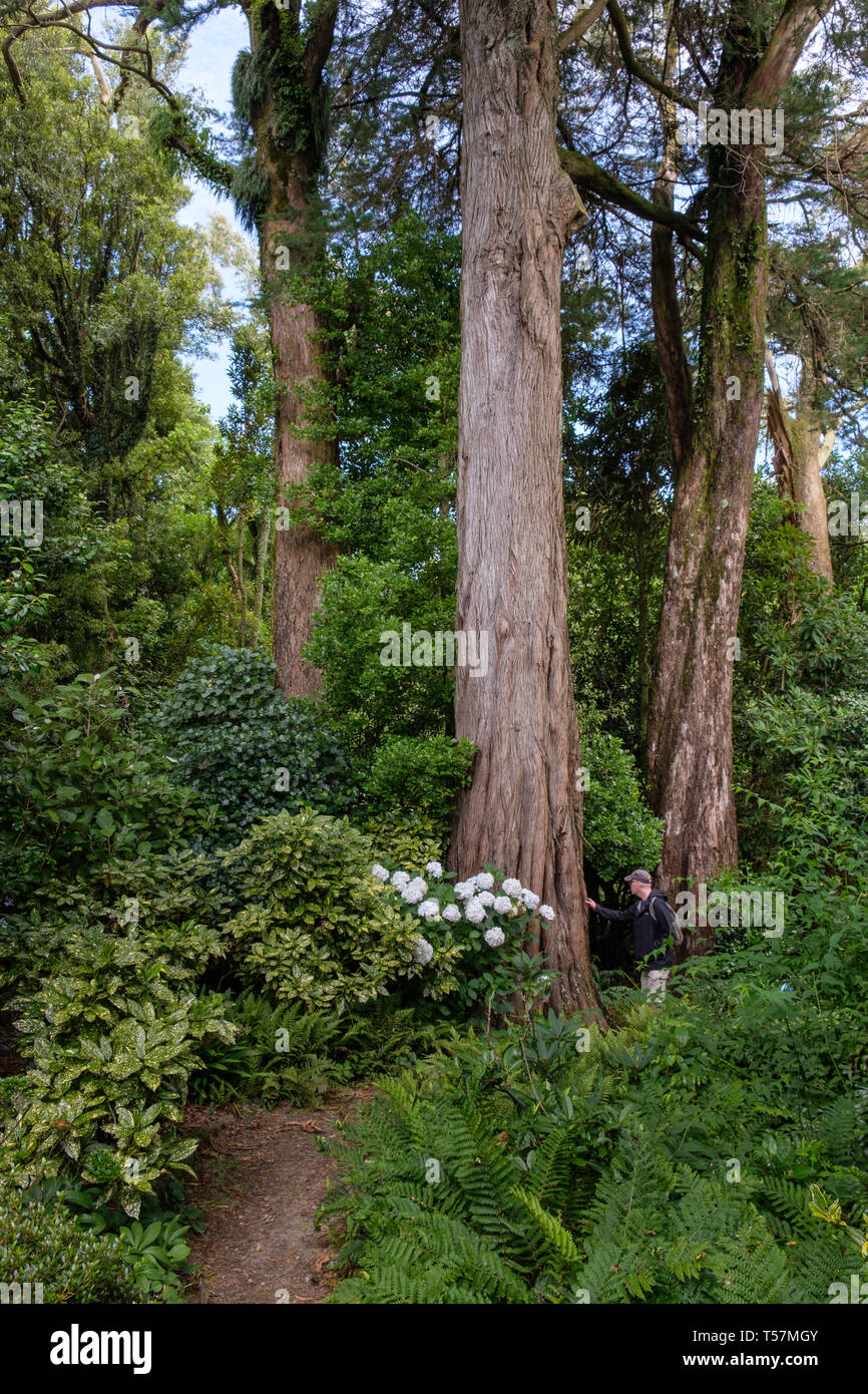 Pathways through bush in Hollard Gardens, Kaponga near Stratford and Mount Taranaki , New Zealand Stock Photo