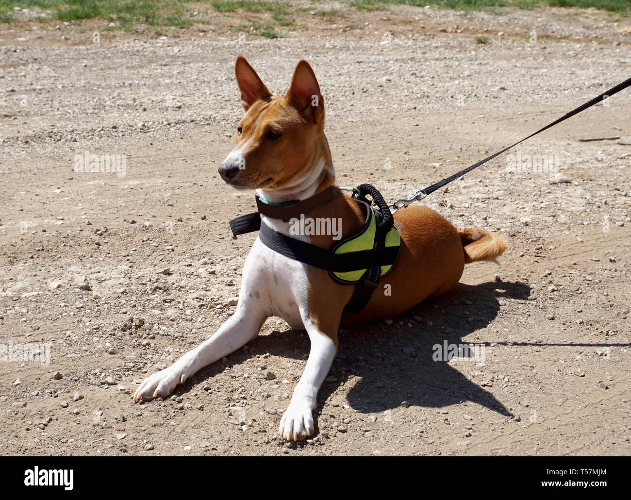 Hunting dog breed Basenji is lying on a dusty road, listening and lurking Stock Photo