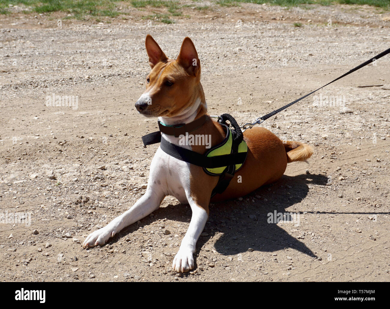 Hunting dog breed Basenji is lying on a dusty road, listening and ...