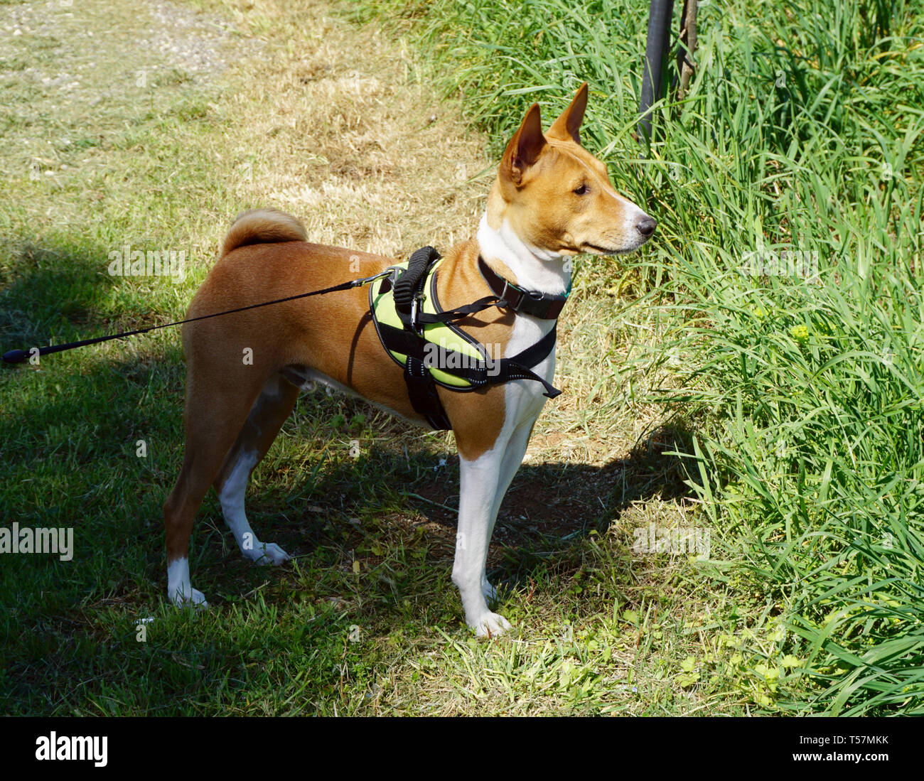 Dog Basenji breed from Africa, posed in nature and looks into the distance and listening Stock Photo