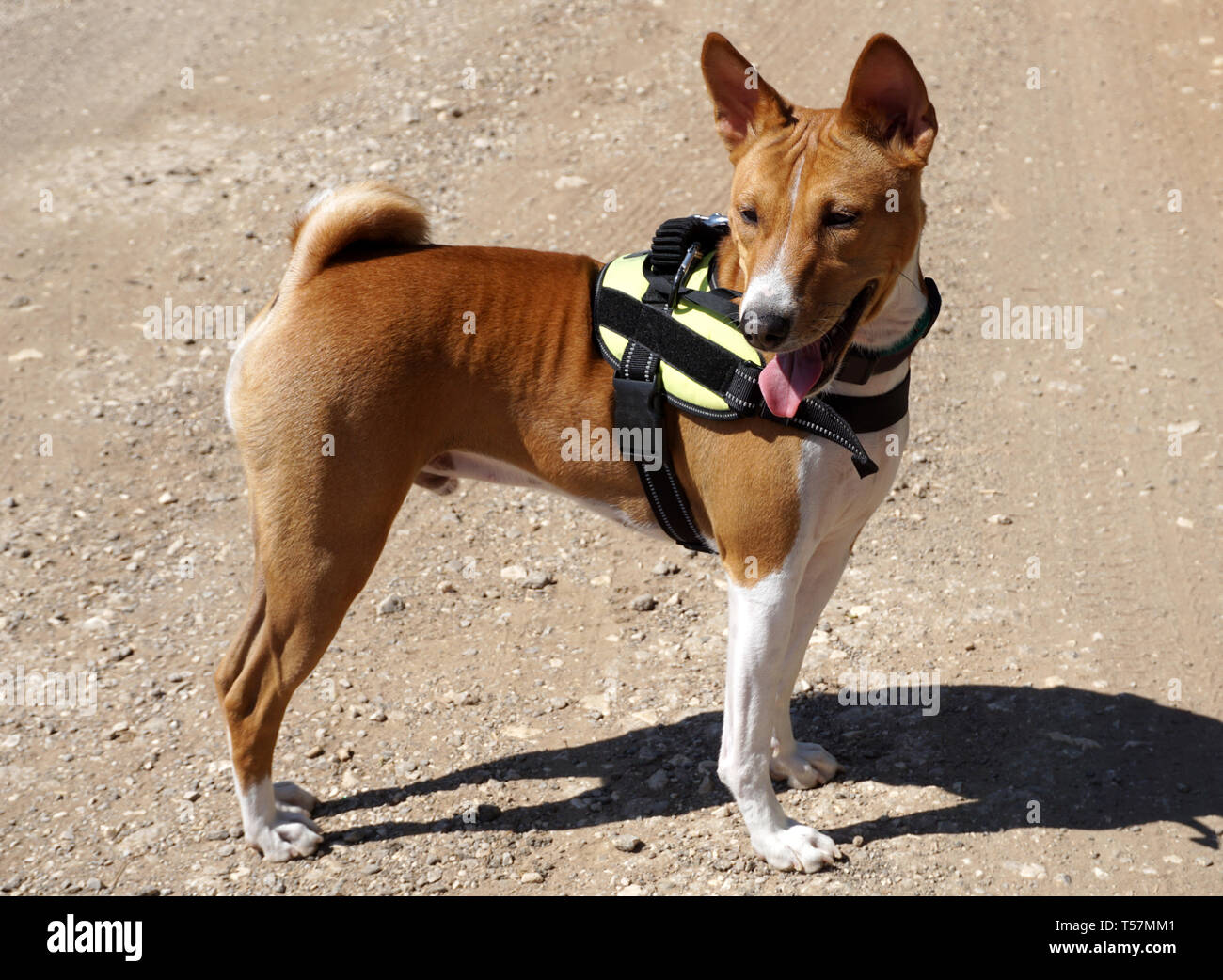 Little authentic Basenji, Africa barkless Dog, breed originally found in the Congo Stock Photo