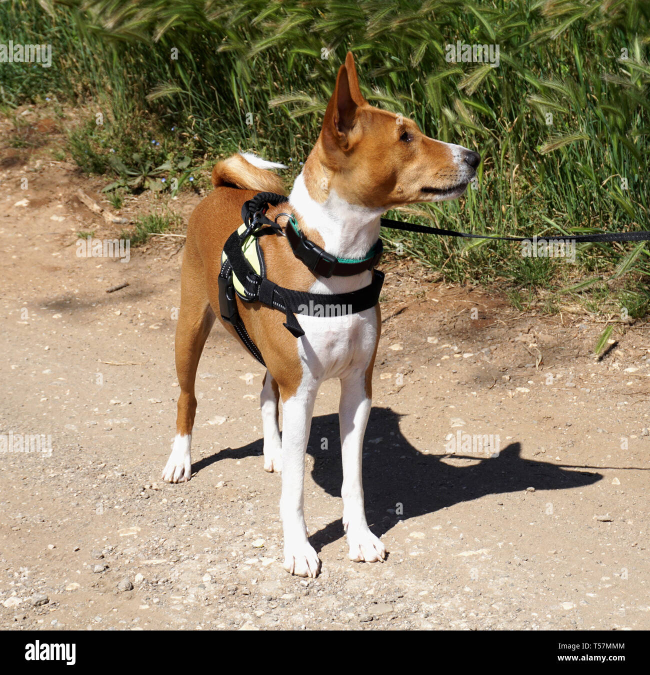 Very intelligent barkless young Basenji dog on a leash in the nature Stock Photo