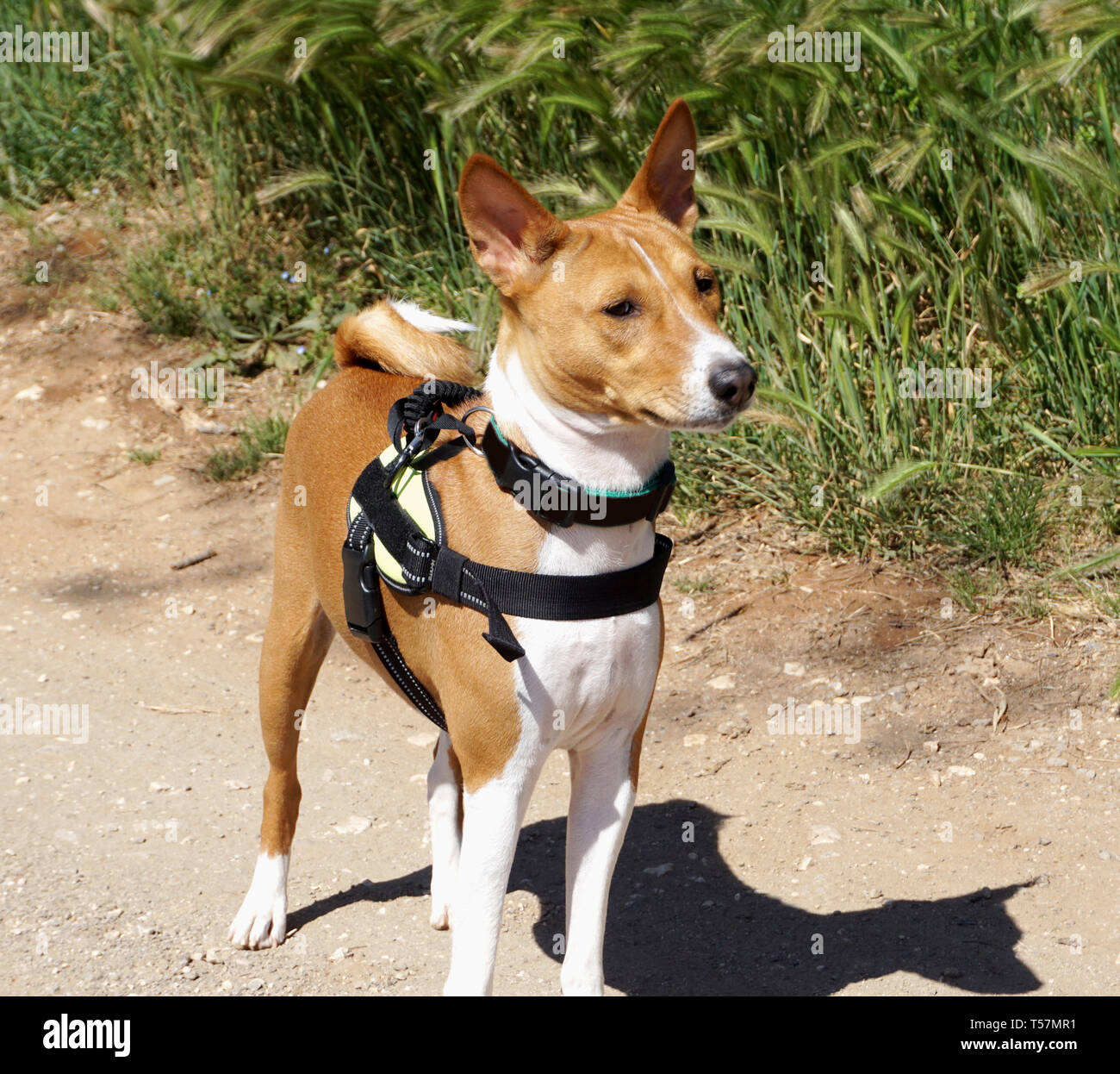 Young dog Basenji breed from the front on the dusty road and on a sunny day Stock Photo