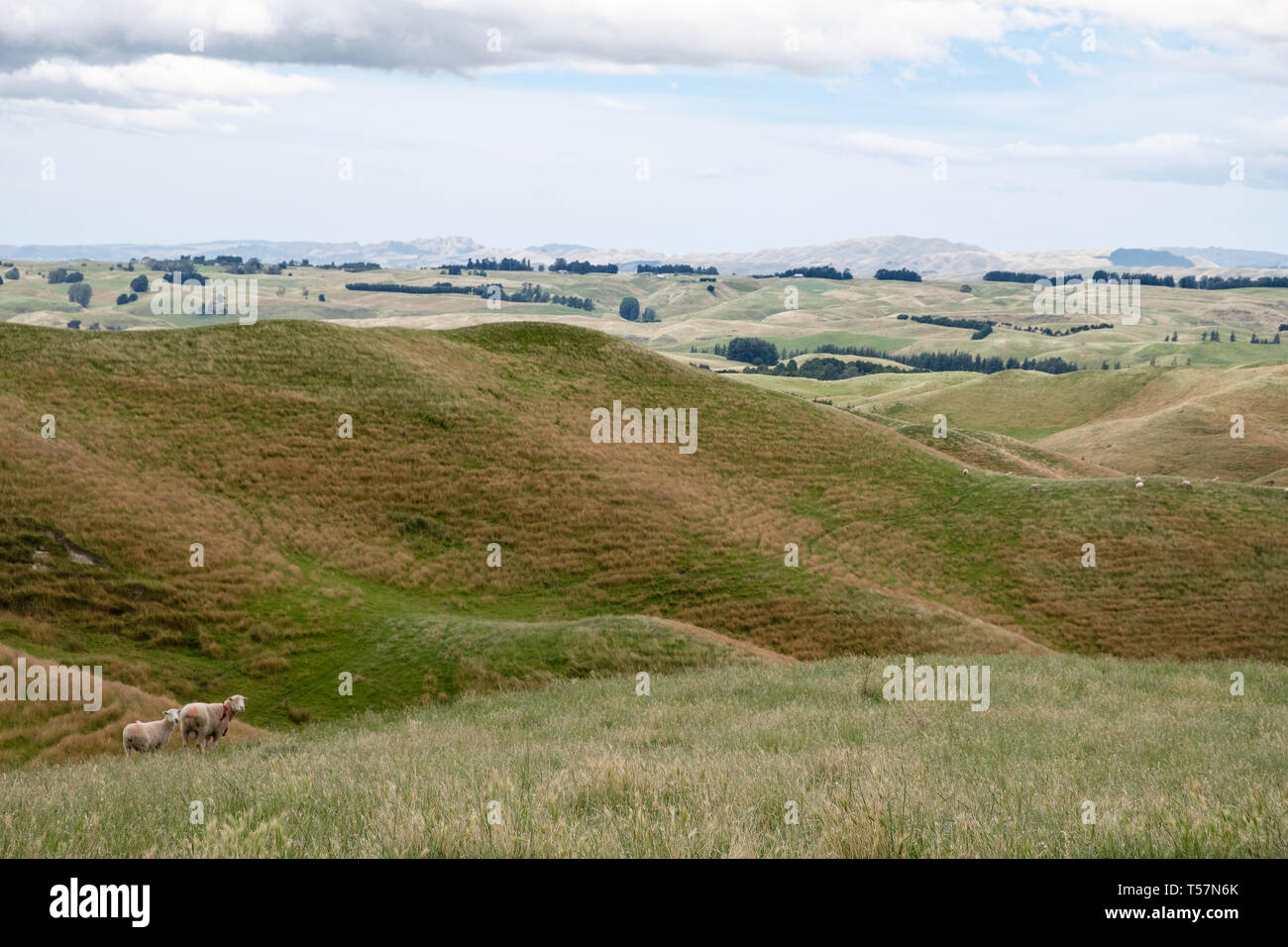 Heard of sheep in pasture, North Island, New Zealand Stock Photo