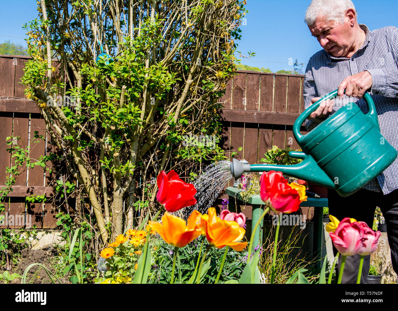 A older grey man uses a watering can to water his blooming tulips in Yorkshire, UK. Stock Photo