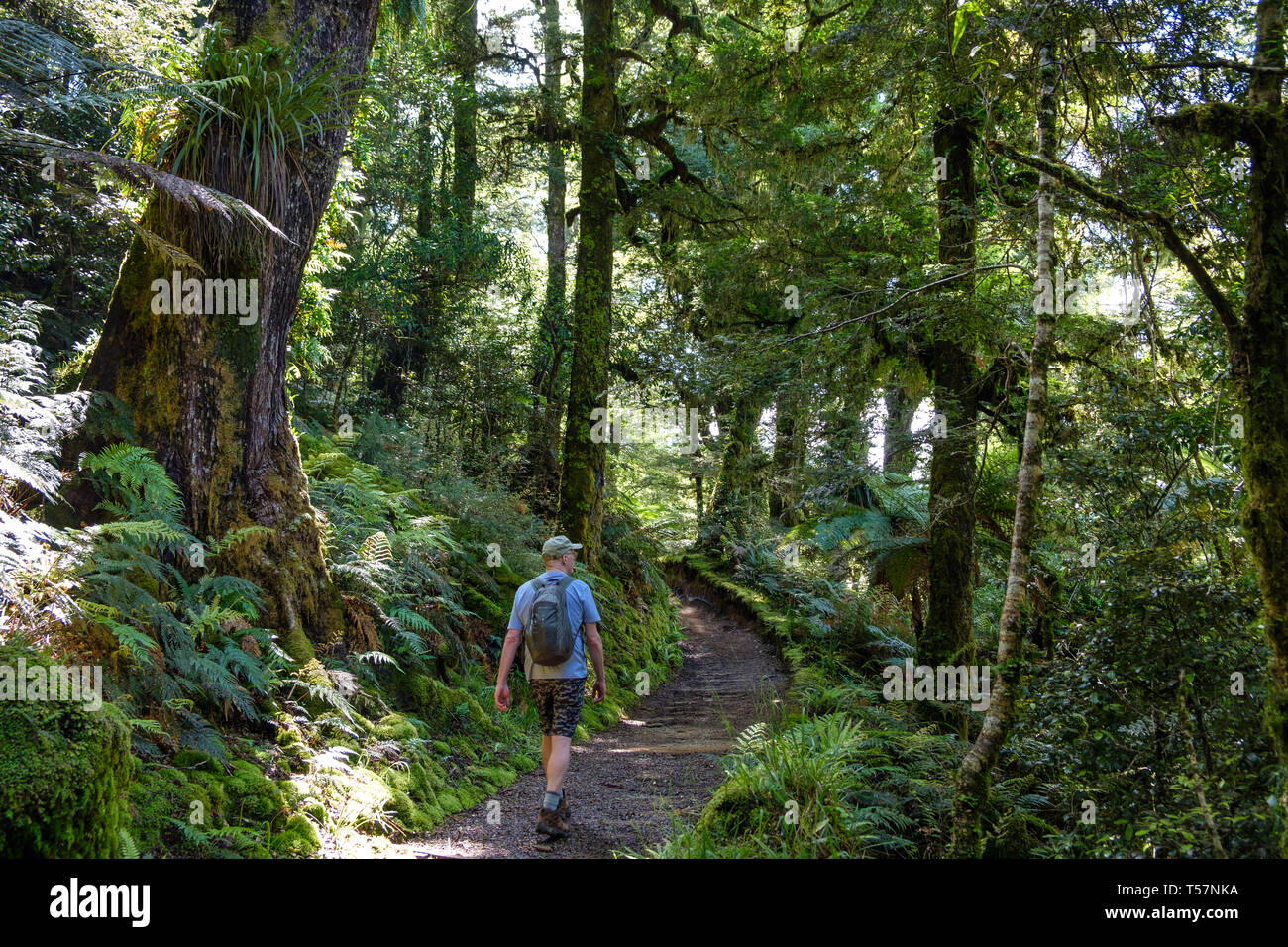 Trail through Primeval forest with epiphytes to Lake Waikareiti to Te Urewera, Hawkes Bay Region, North Island, New Zealand Stock Photo