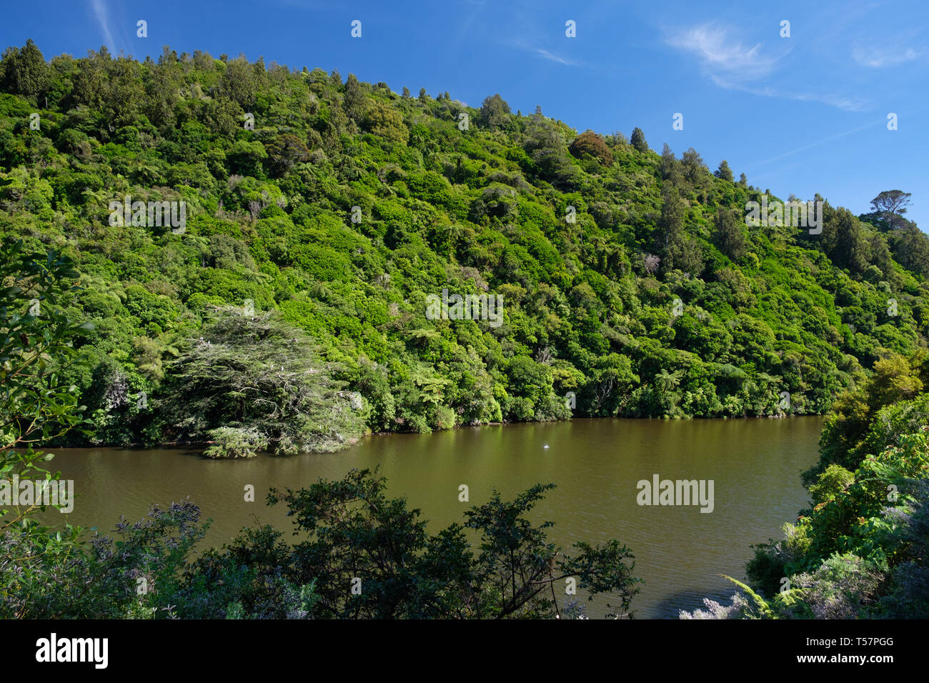 Lower Karori Reservoir in Zealandia, a  conservation project and attraction is the world's first fully-fenced urban ecosanctuary of 225 HA, Wellington Stock Photo