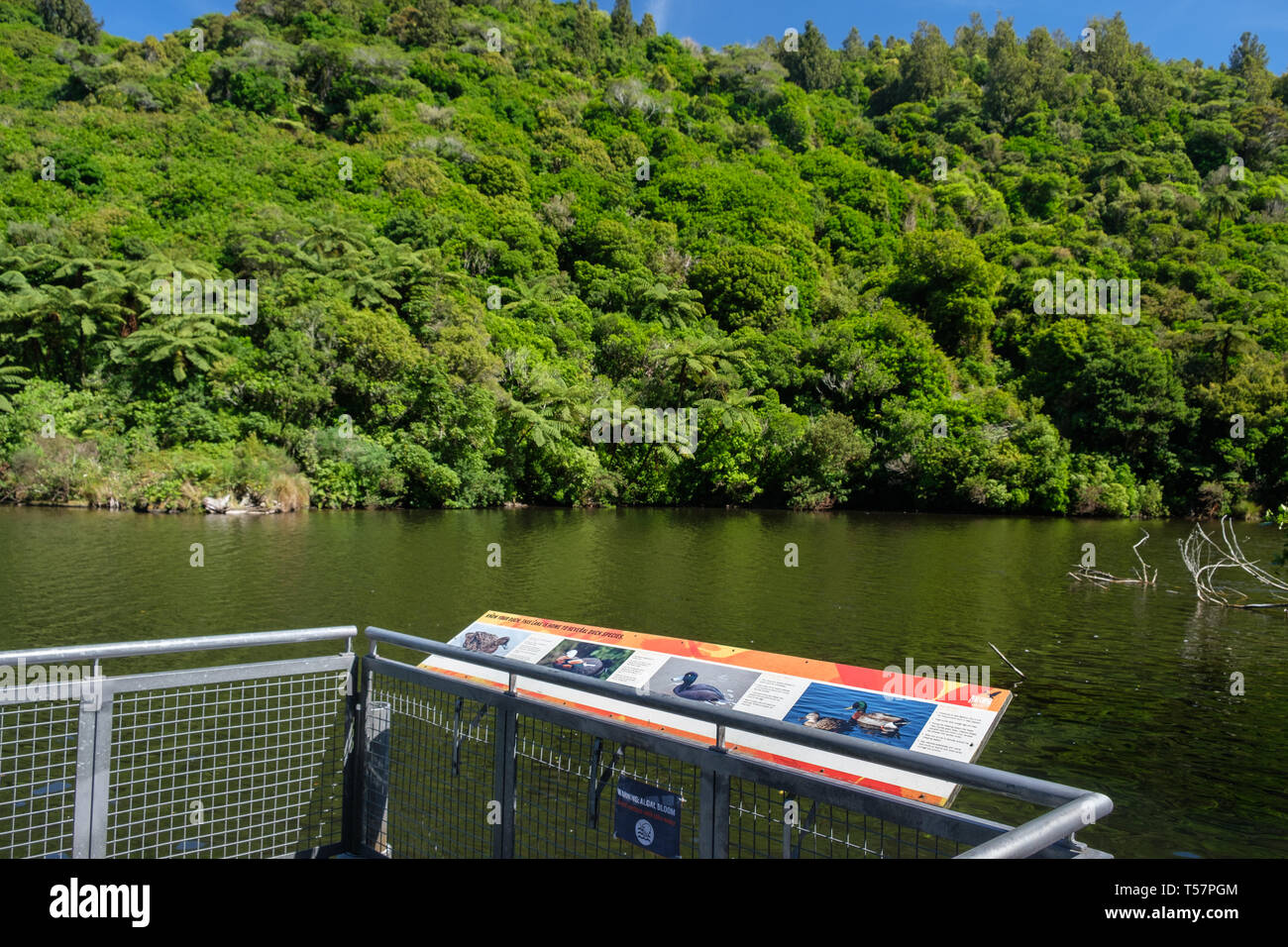 Lower Karori Reservoir in Zealandia, a  conservation project and attraction is the world's first fully-fenced urban ecosanctuary of 225 HA, Wellington Stock Photo