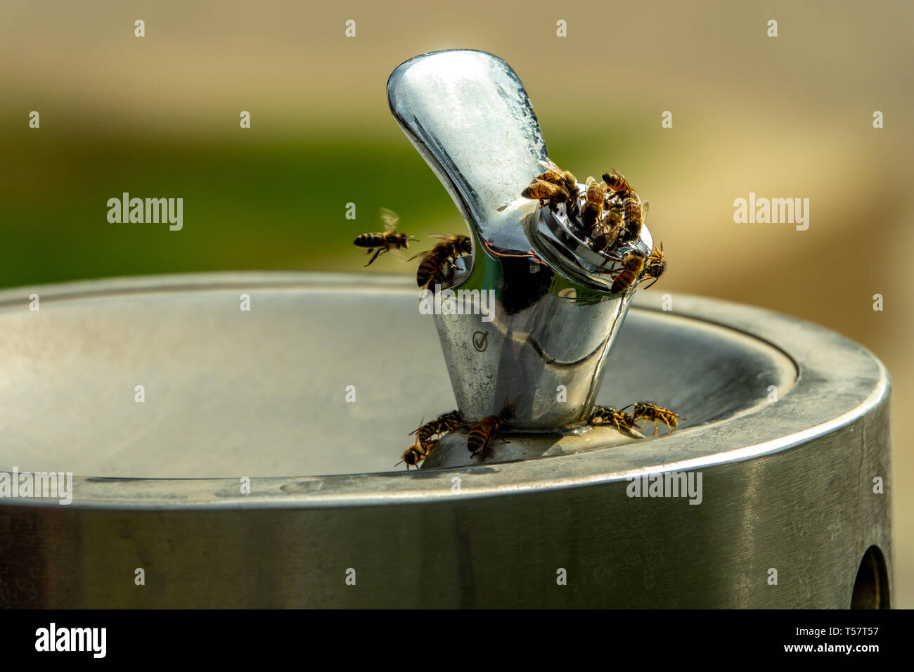Fountain of bees hires stock photography and images Alamy