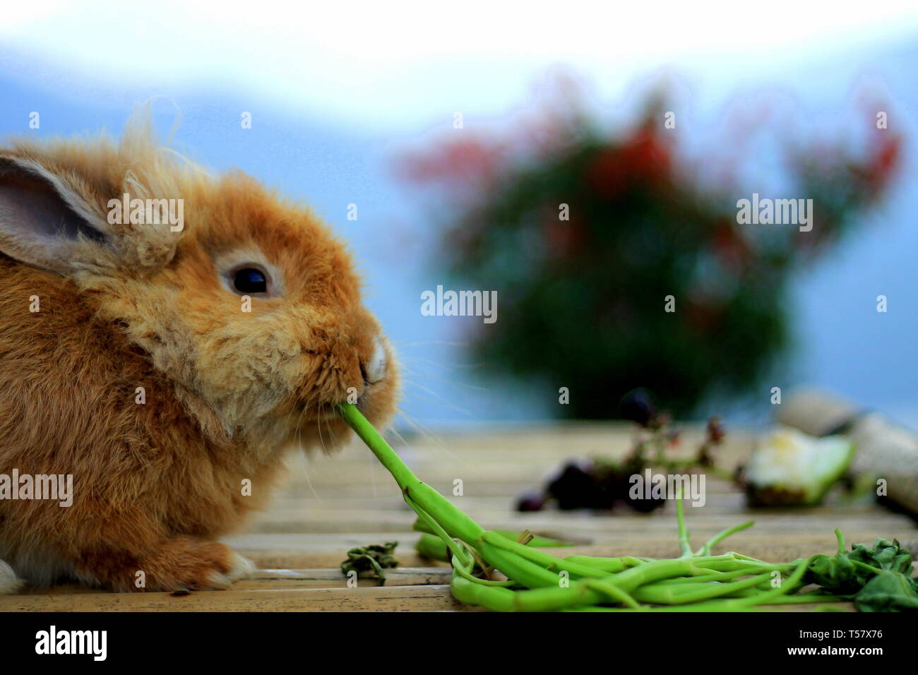 Rabbit with veggies Stock Photo
