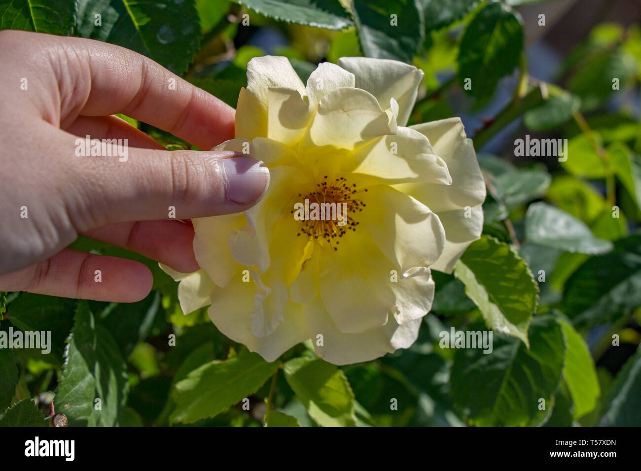 Hand holding a rose in the rose garden Stock Photo Alamy