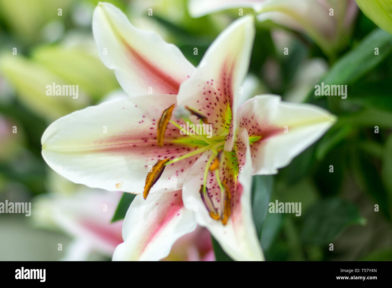 Several plants hi-res stock photography and images - Alamy