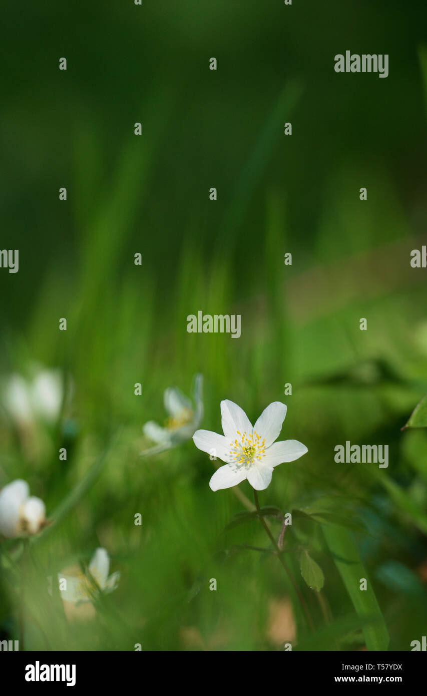 Wood anemone, growing in ancient Chilterns woodland Stock Photo Alamy