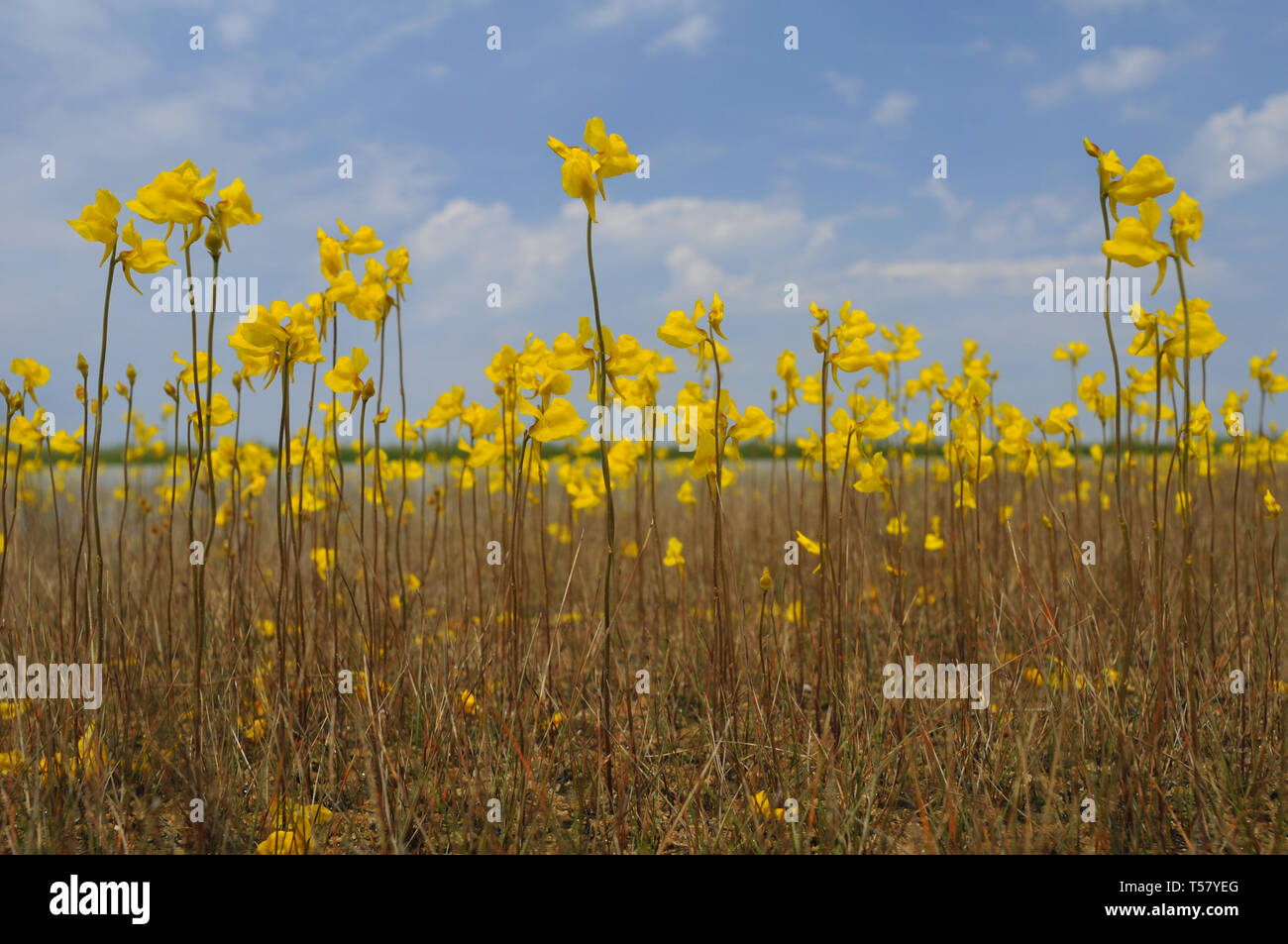 Utricularia cornuta, bladderwort Stock Photo