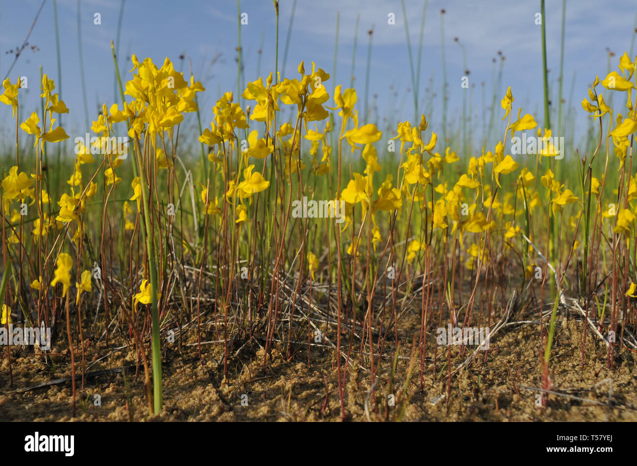 Utricularia cornuta, bladderwort Stock Photo