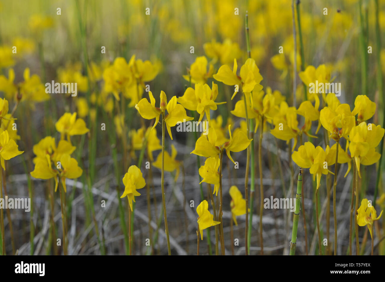 Utricularia cornuta, bladderwort Stock Photo