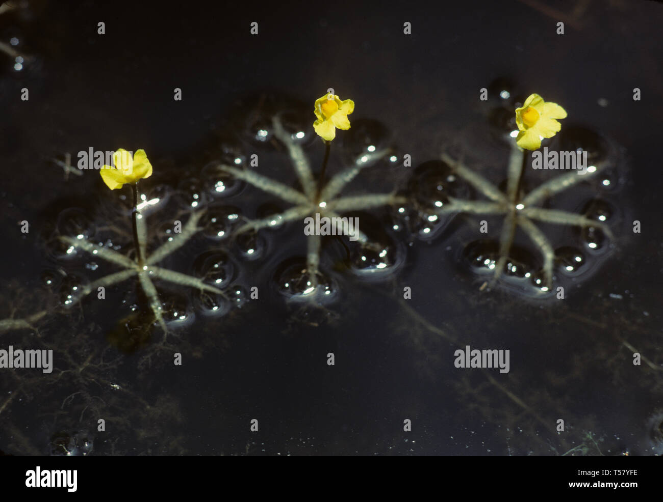 Utricularia radiata, aquatic bladderwort Stock Photo
