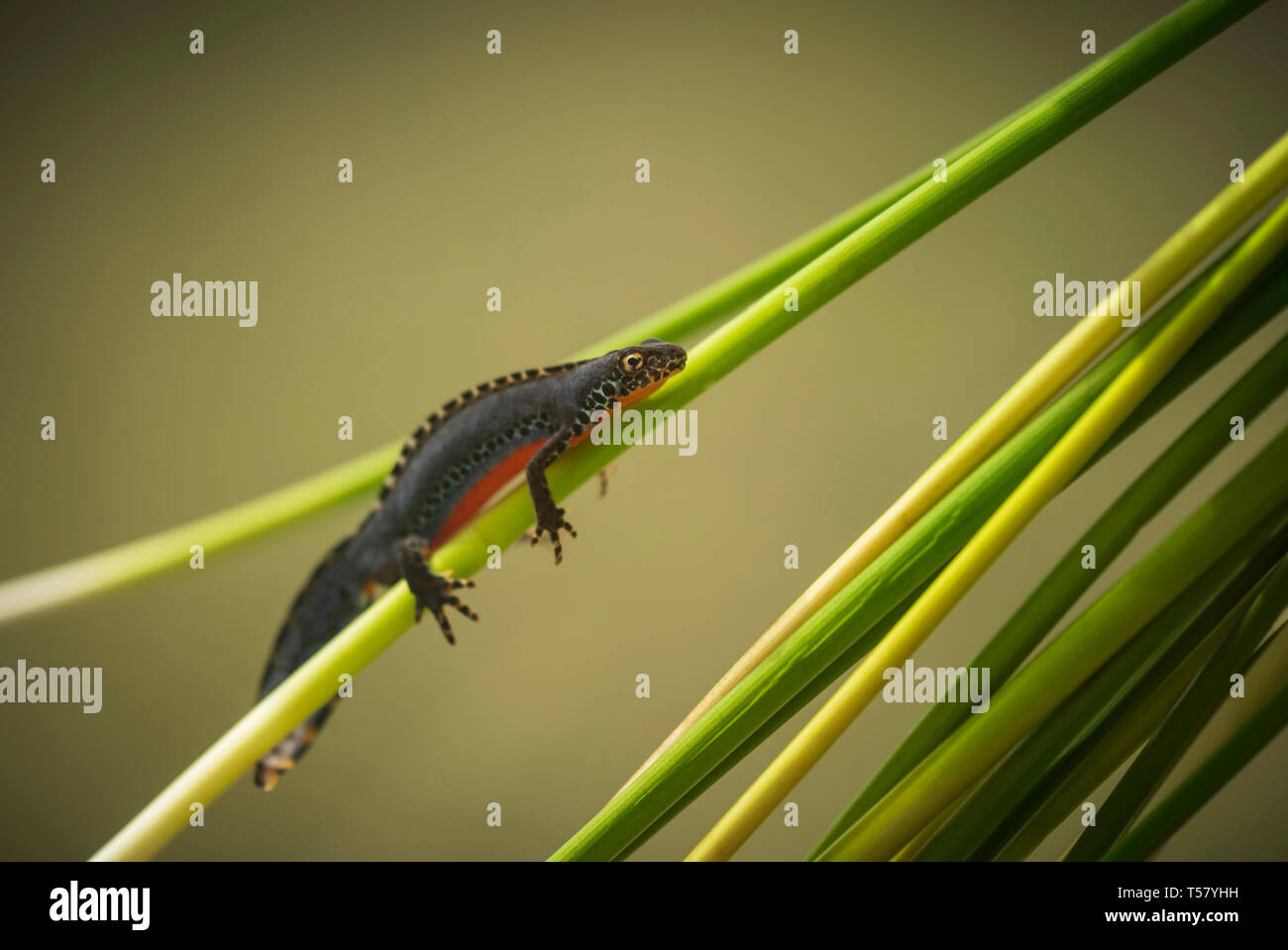 Alpine newt, Ichthyosaura alpestris, breeding in a mountain pool in the osogovo mountains. Stock Photo