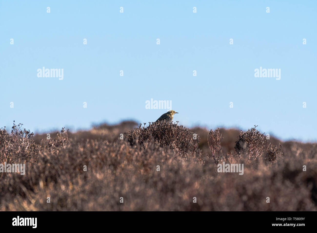 Skylark (Alauda arvensis) Purched on Heather bush, Hay Bluff Hay on Wye Powys Wales UK. March 2019. Stock Photo