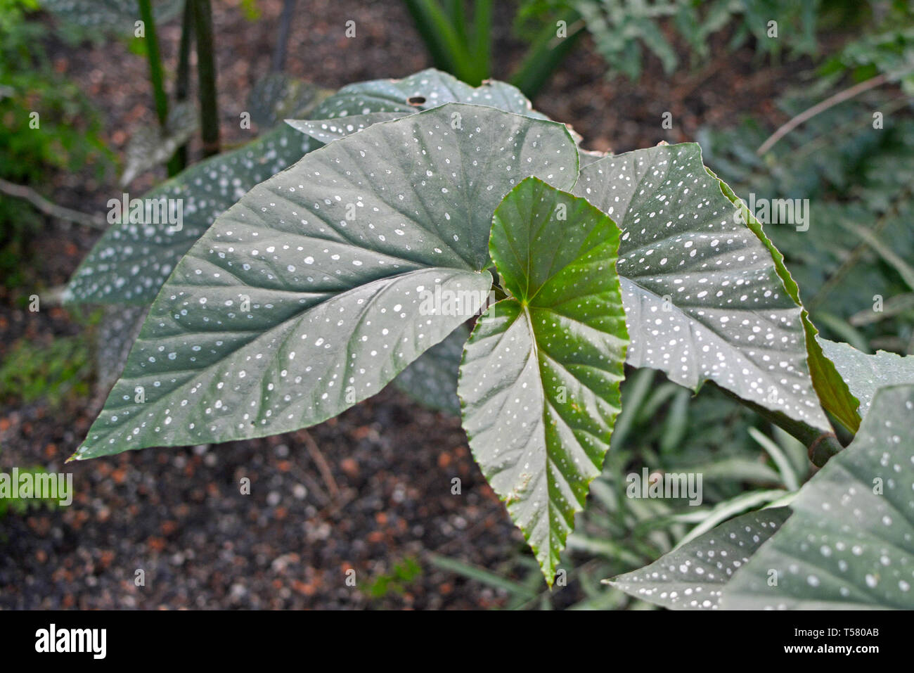 Exotic Cane Begonia Corallina de Lucerna plant with big green leaves and small white dots Stock Photo
