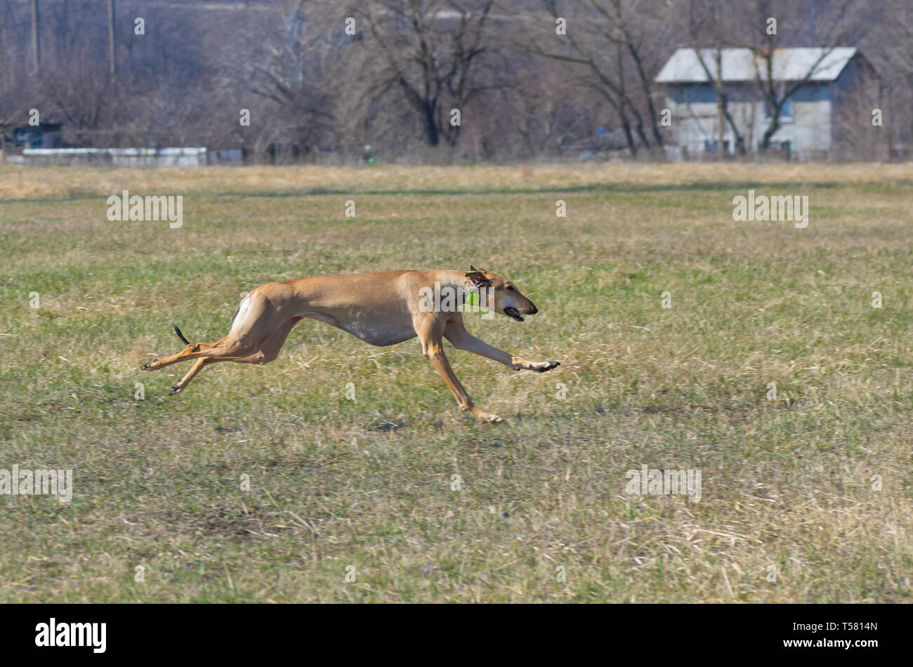 Creamy hortaya borzaya female dog running in fields at spring season