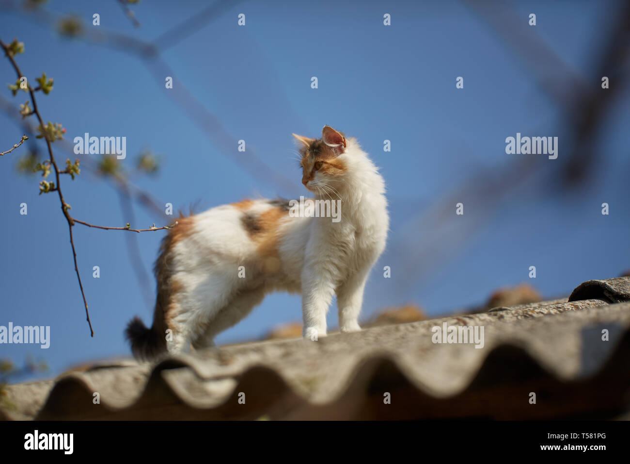 Norwegian forest cat climbed up on the roof Stock Photo - Alamy