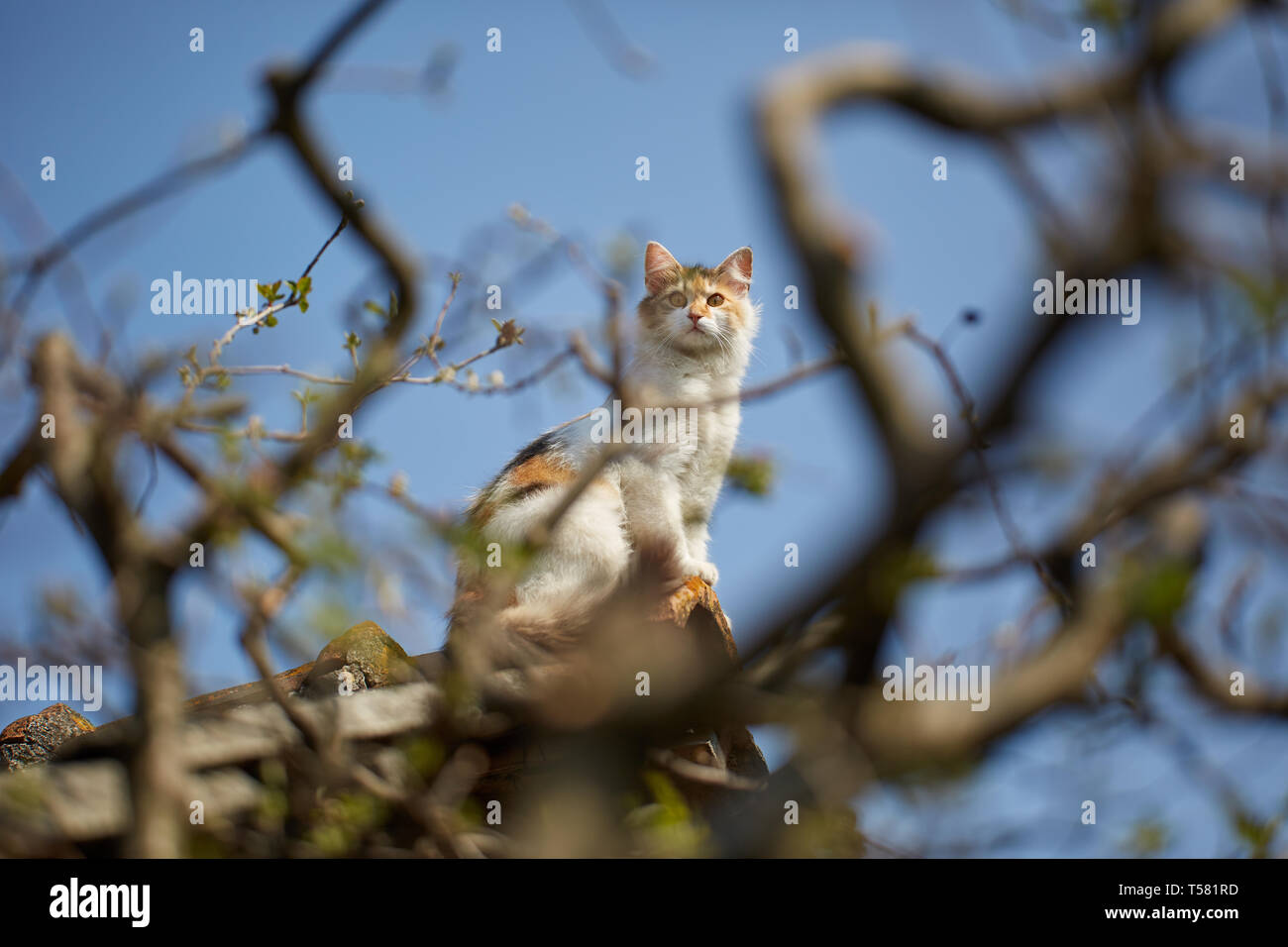 Norwegian forest cat climbed up on the roof Stock Photo Alamy
