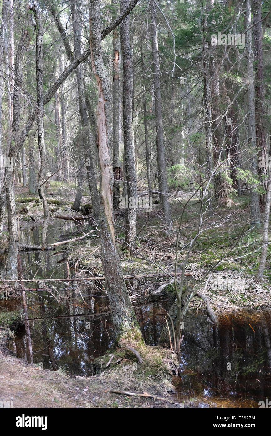 Tyresö National Park, Sweden Stock Photo